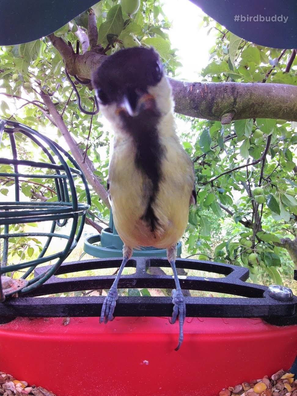 Bird Buddy Verbeterde voorste zitstok - Comfortabele voeding voor kleine vogels