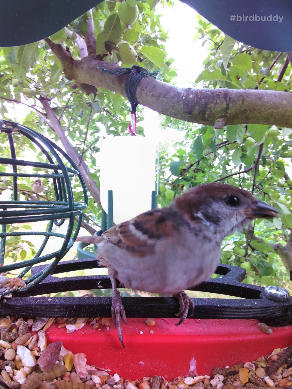 Bird Buddy Verbeterde voorste zitstok - Comfortabele voeding voor kleine vogels