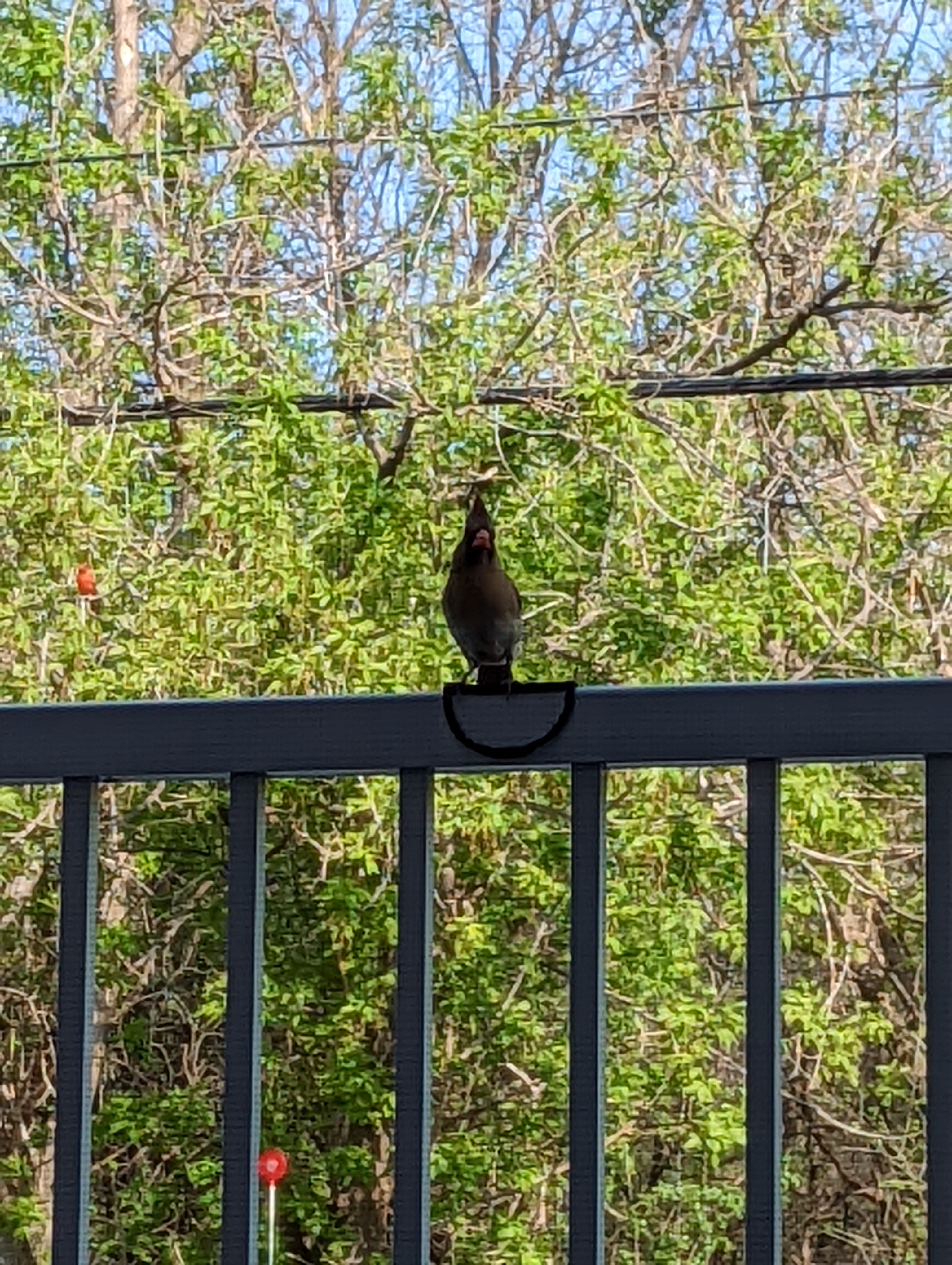 Veilige vogel landingsplaats - Vogel Rail Perch