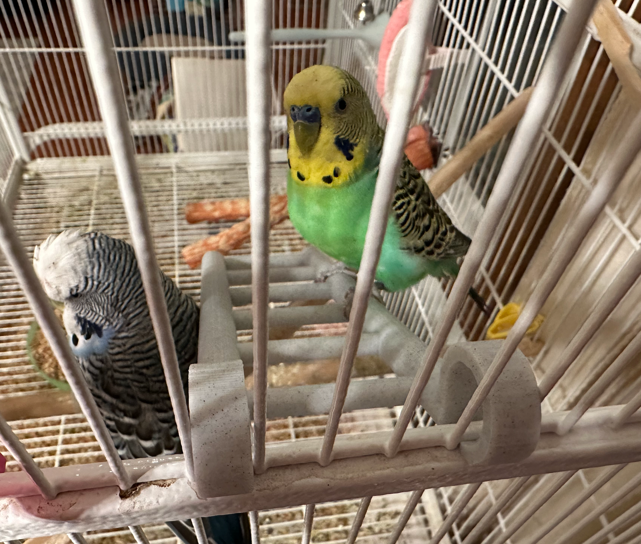 Leuke vogel ladder voor grasparkieten en parkieten