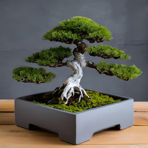 Minimalistische vierkante pot voor bonsai-bomen