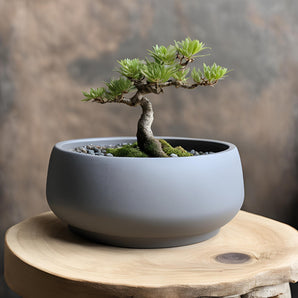 Moderne Ronde Bonsai Potten voor in Huis