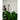 Wandbeugel voor het ophangen van hangplanten